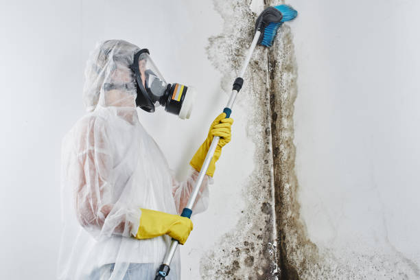 Best Local Mold Removal Service  in Dalton, OH