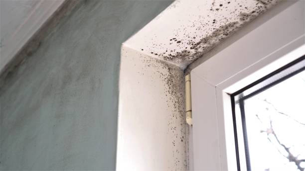 Attic Mold Removal in Dalton, OH