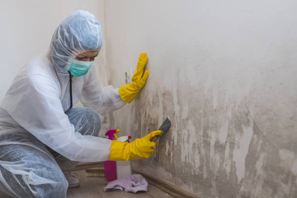 Best Toxic Mold Removal  in Dalton, OH