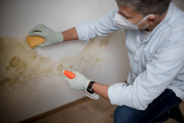 Best Professional Mold Removal  in Dalton, OH