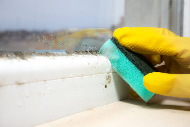 Best Professional Mold Removal  in Dalton, OH