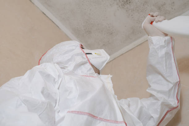 Best Office Mold Removal Services  in Dalton, OH