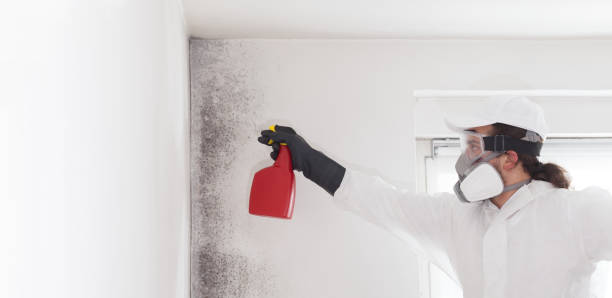 Attic Mold Removal in Dalton, OH