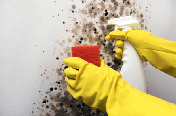 Best Certified Mold Removal  in Dalton, OH