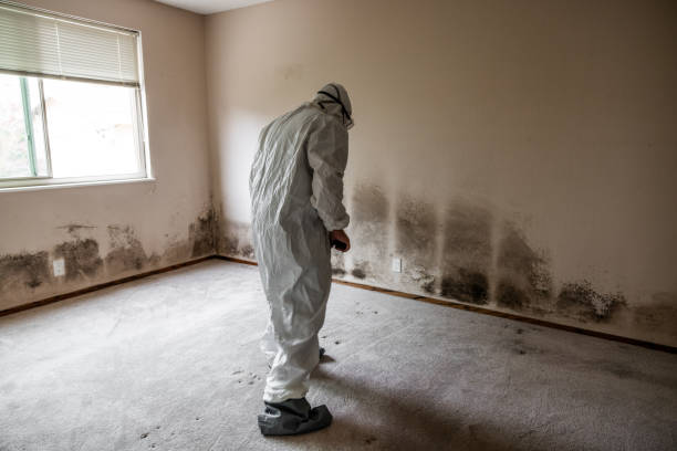 Best Black Mold Removal  in Dalton, OH