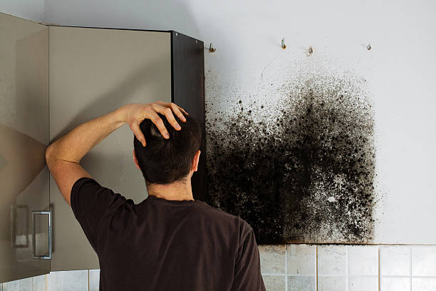 Best Black Mold Removal  in Dalton, OH